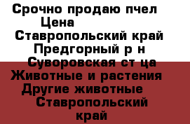 Срочно продаю пчел! › Цена ­ 4000-5000 - Ставропольский край, Предгорный р-н, Суворовская ст-ца Животные и растения » Другие животные   . Ставропольский край